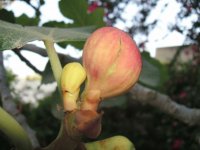 Fig tree