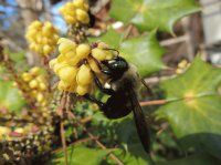 Bumble Bee