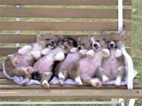 perros