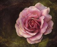 rosa