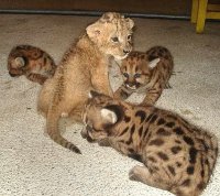 PUMAS