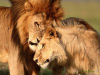 LEONES