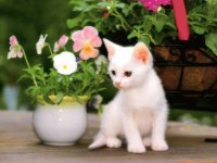 GATA MIRANDO LAS FLORES