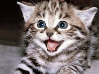 GATITO SONRIENTE