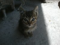 cat