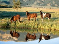 Caballos salvajes