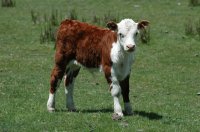 Ternerito