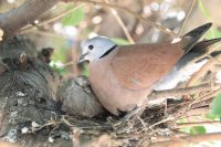 æ ¡åœ’å¸¸è¦‹é³¥é¡ž