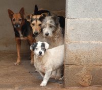 Cães