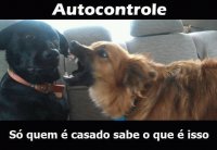 Cães