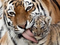 TIGRE