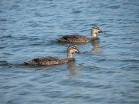 Birds in the Lake