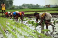 Rice Fields