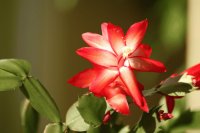 Christmas Cactus Flower