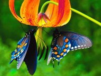 MARIPOSAS EN FLORES