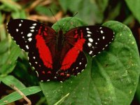 HERMOSA MARIPOSA
