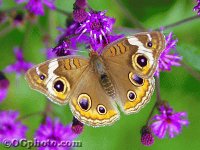 MARIPOSA DE COLORES