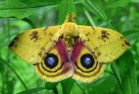 MARIPOSA AMARILLA