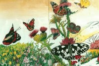 MARIPOSAS JUGANDO