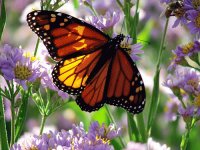 JARDIN CON MARIPOSAS