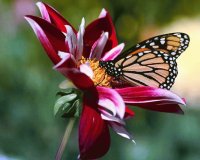 MARIPOSA EN UNA FLOR