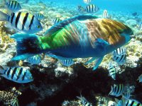 pesce pappagallo