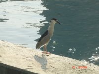 海鳥