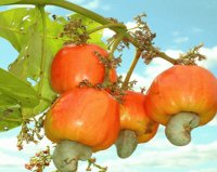 Frutos