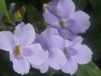 FLORES
