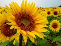 son muy bonitos girasoles