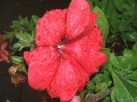 Red flower with rain drops