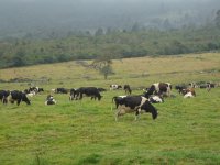 Ganaderia de Leche, Paramo de la Culata, Venezuela