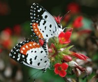 Black orange white butterfly
