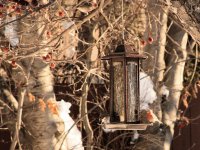 Purple Finch