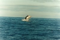 humpback
