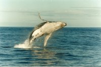 humpback