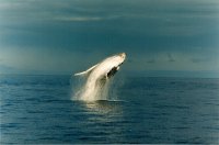 humpback