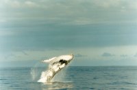 humpback