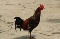 EL GALLO