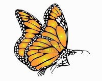 es una mariposa monarca