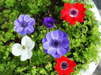 Windflowers