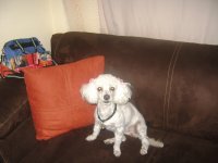 perrita sentada