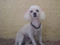 perrita pensando (pensativa)