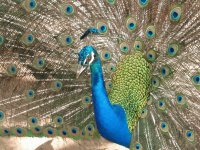 Peacock in the San Diego Zoo