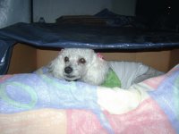 perrita apunto de dormir