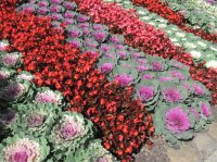 Cabbage Landscape at Tampa Zoo