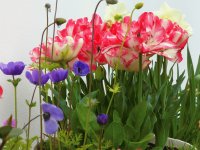 Tulips