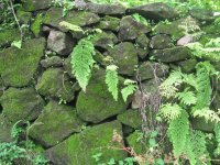 rocas verdes