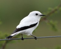 MONJITA BLANCA