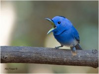 PÁJARO CHOGUI ARGENTINO
